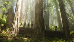 The Tallest Trees